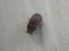 Choraginae