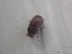 Choraginae