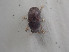 Choraginae