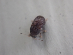Choraginae