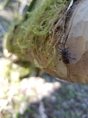 Plectrura spinicauda