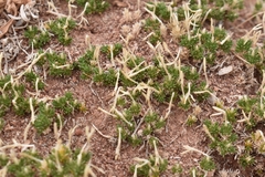 Linanthus caespitosus