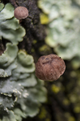 Fungi