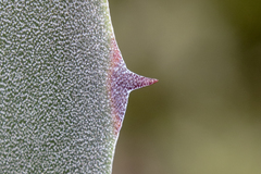 Agave