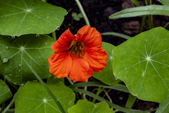 Tropaeolum majus