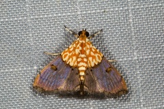 Agrotera basinotata