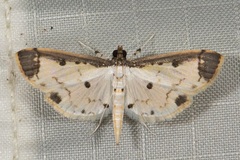Leucinodella leucostola