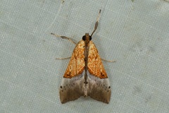 Sagariphora magnificalis