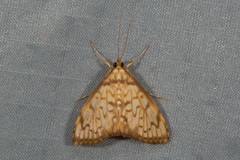 Neoanalthes pseudocontortalis