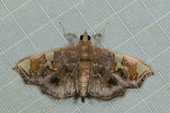 Chrysothyridia triangulifera