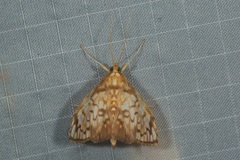 Neoanalthes pseudocontortalis