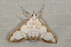 Cirrhochrista kosemponialis