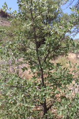 Quercus oblongifolia