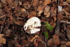 Russula austrodelica