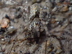 Protolophus singularis