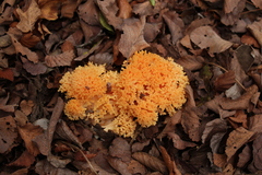 Ramaria subaurantiaca