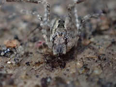 Protolophus singularis