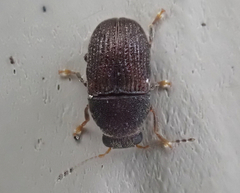 Choraginae