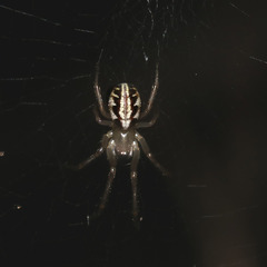 Phonognatha