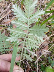 Artemisia armeniaca
