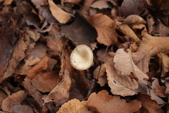 Clitocybe suaveolens