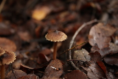 Inocybe bridgesiana