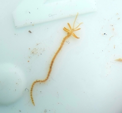 Acrocirridae
