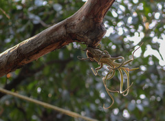 Tillandsia caput-medusae