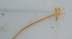 Acrocirridae