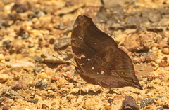 Doleschallia bisaltide