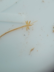 Acrocirridae