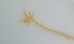 Acrocirridae
