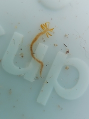 Acrocirridae