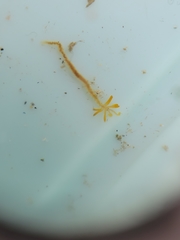 Acrocirridae