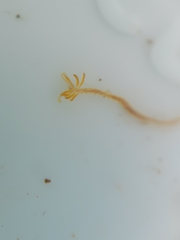Acrocirridae