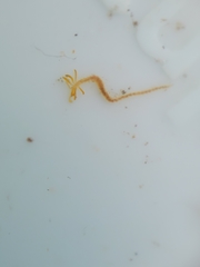 Acrocirridae