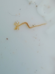 Acrocirridae