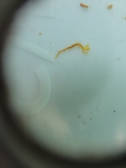 Acrocirridae