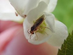 Hoplocampa