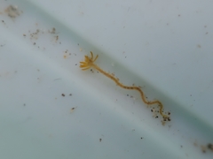 Acrocirridae