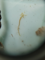 Acrocirridae