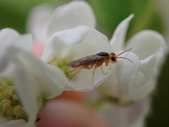 Hoplocampa