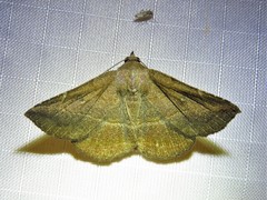 Lesmone detrahens