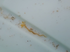 Acrocirridae