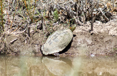 Trachemys gaigeae