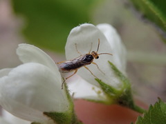 Hoplocampa