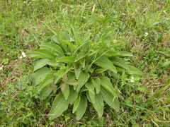 Arnoglossum plantagineum