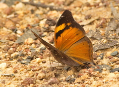 Doleschallia bisaltide