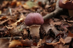 Cortinarius lebre