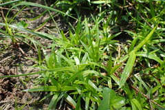 Eriocaulon truncatum